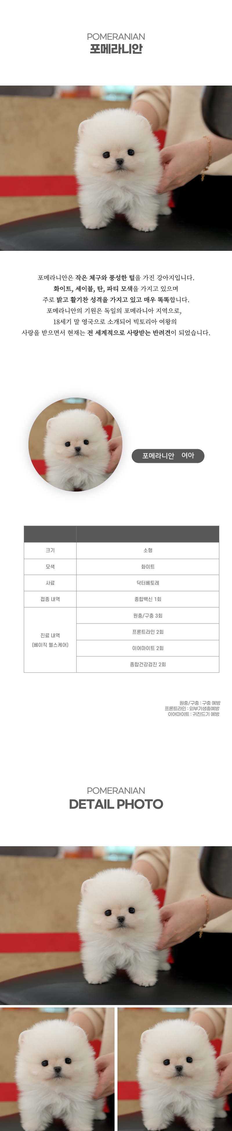 포메라니안_상세이미지_2